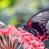 Schmetterlinge mit KI identifizieren